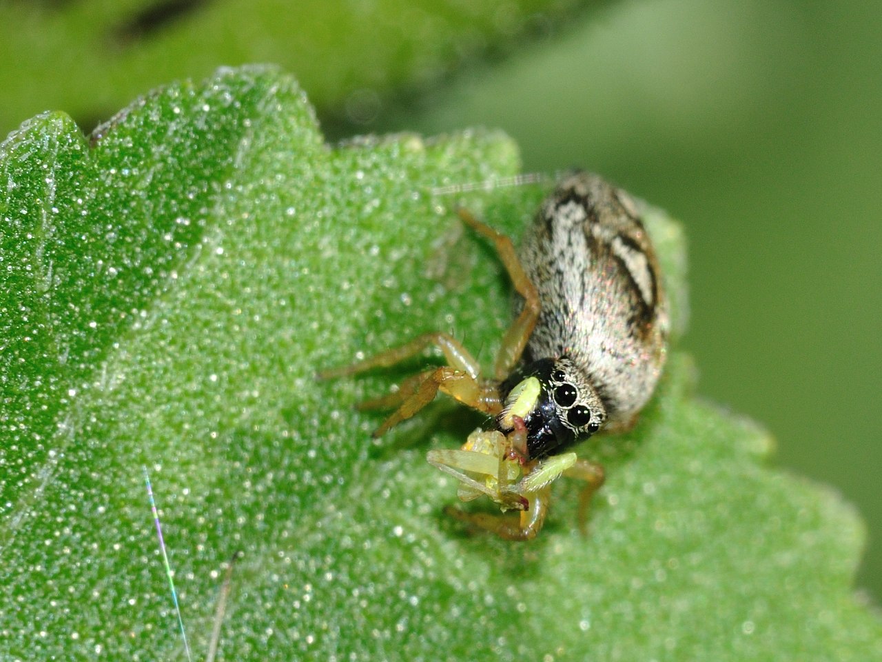 Heliophanus sp.